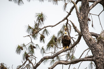 Bald Eagle in a Pine Tree