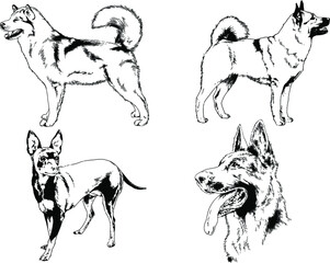 vector drawings sketches pedigree dogs and cats  drawn in ink by hand , objects with no background