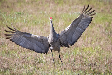 Sandhill Crane Spreading It's Wings