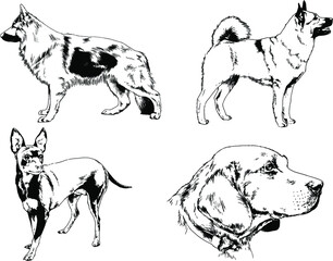 vector drawings sketches pedigree dogs and cats  drawn in ink by hand , objects with no background