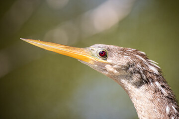 Anhinga Close-up
