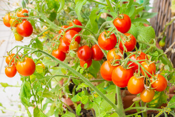 Healthy organic heirloom open pollinated tomato plant Red Alert variety growing in a pot on balcony...