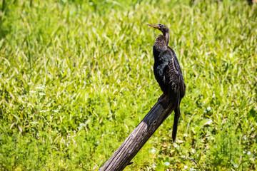 Anhinga on a Post