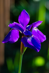 015-flower_iris-ankeny-08x12-008-400-6996