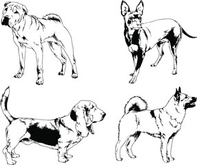 vector drawings sketches pedigree dogs and cats  drawn in ink by hand , objects with no background