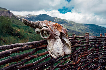 Goat head skull in mountain. Skull wild animal close-up on nature.