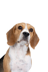 Portrait of a beagle dog head sitting isolated against a white background