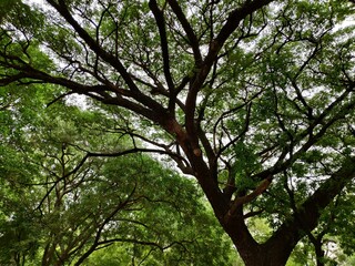 Fototapeta premium green tree branches