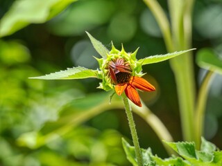 Red Sunflower opening up