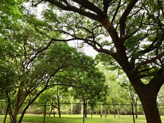 Fototapeta na wymiar oak tree in the park
