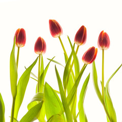Tulips on a soft white background