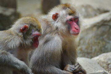 The Japanese macaque also known as the snow monkey,