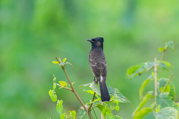 A wild bird on the small tree branch at morning .