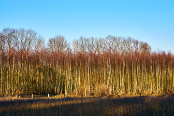 The evening sun illuminates a forest glade on a pasture.