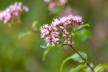 Boneset flowers closeup. Medical herbs series.