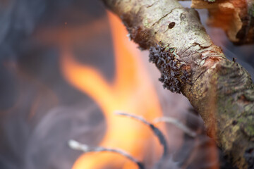Closeup on a fireplace in the woods with soft focus