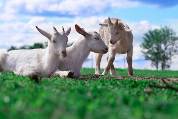 Three white goat kids lie on green grass against blue sky