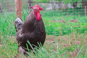 Black rooster walks on green grass on a background of a chain-link fence