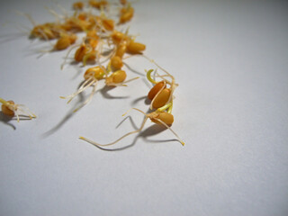 Wheat germ grains close-up on a white background. Sports and healthy food.