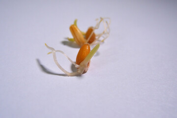 Wheat germ grains close-up on a white background. Sports and healthy food.