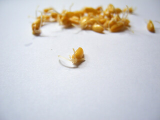 Wheat germ grains close-up on a white background. Sports and healthy food.