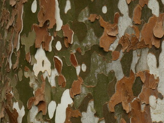 Tree bark like military camouflage pattern