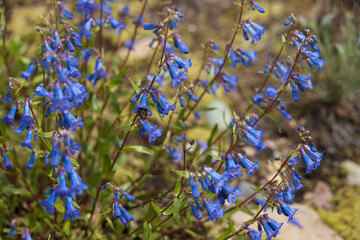Beardtongue flowering shrub