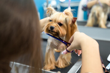 Female groomer haircut yorkshire terrier on the table for grooming in the beauty salon for dogs. Process of final shearing of a dog's hair with scissors
