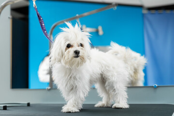 A white dog gets a haircut at a barbershop. Bolonka Bolognese