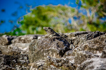 Bossy looking Iguana in ruins of Tulum lightned by sun, Mexico