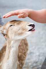 portrait of a young woman holding a deer