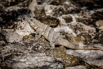 Bossy looking Iguana in ruins of Tulum lightned by sun, Mexico