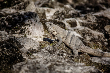 Bossy looking Iguana in ruins of Tulum lightned by sun, Mexico