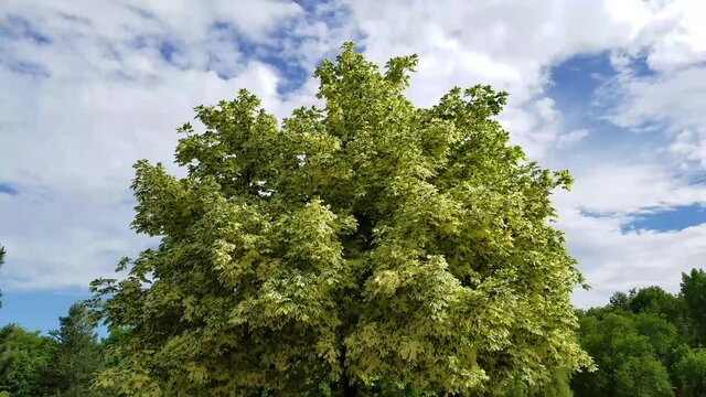White Maple Tree