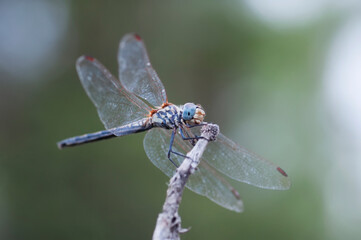 Macro shots, Beautiful nature scene dragonfly.   