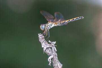 Macro shots, Beautiful nature scene dragonfly.   