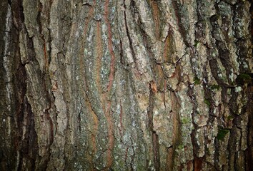 Obraz premium tree bark texture
