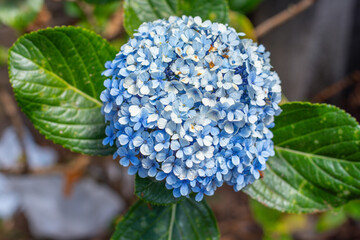 Beautiful blue hydrangea flower in garden