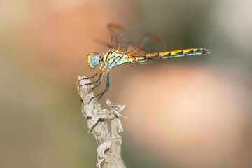 Obraz na płótnie Canvas Macro shots, Beautiful nature scene dragonfly. 