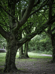 Obraz premium Alte Bäume im Park