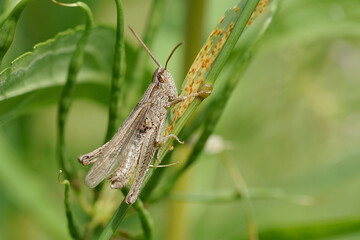 Nahansicht eines Grashüpfers