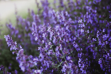 Natural flower background. Close -up purple lavender flowers blooming in garden