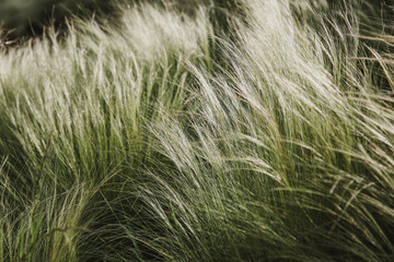 Fluffy grasses in the wind , blurred, selective focus.