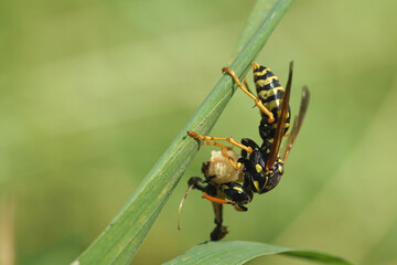 Wespe beim fressen eines Insektes