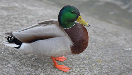 duck on the water