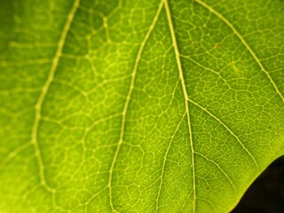 Naklejka na ściany i meble Innervation: close up of a green leaf 
