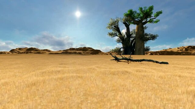 Tilt of single tree baobab in African landscape