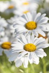 White flowers (Leucanthemum vulgare Lam., ox-eye) in the meadow