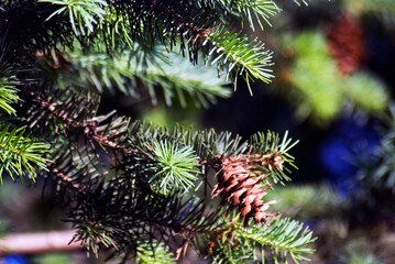 Close up of fir tree