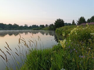Dawn on the river. Spiraea, meadowsweet, forest reflection in water. Reeds and grass in the morning mist on the lake